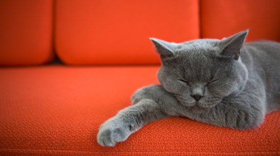 Katzenhaare auf der Couch