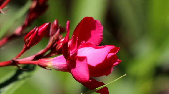 Oleanderblüten