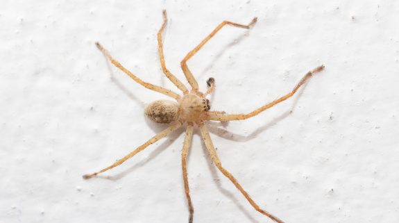 Spinne an der Wand